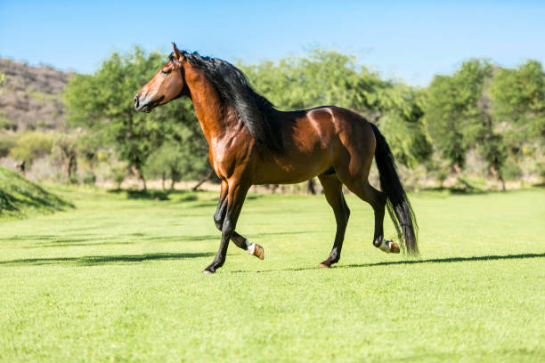 istock Thoroughbred wild horse, running free in the field 1301791549