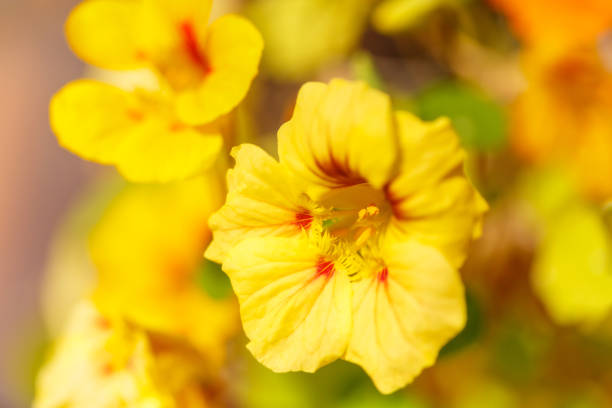 Yellow and Orange Nasturtium Flowers in Springtime stock photo