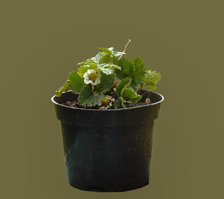 Blooming seedlings of garden strawberries in a dark peat pot on an isolated background.