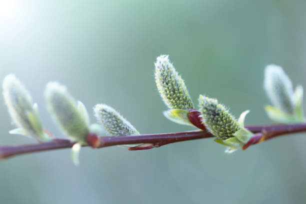 istock Pussy willow branch close-up on a green blurred forest background. Willow buds. Spring symbol. Spring season. 1301792166