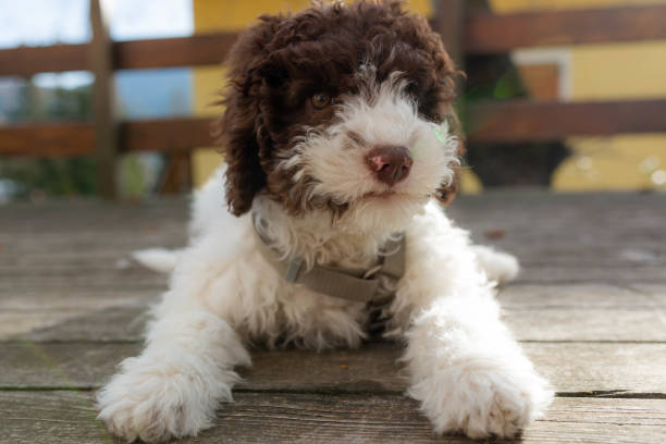 Lagotto Romagnolo, Italian cute puppy dog for truffle Cute puppy dog for truffle in Italy lagotto romagnolo stock pictures, royalty-free photos & images
