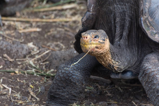 istock Galapagos Giant Tortoise in the Galapagos Islands 1301792601