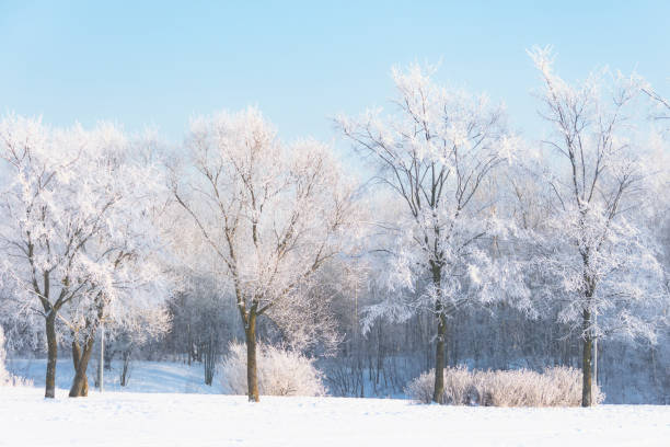 orme et tilleuls couverts de hoarfrost dans un parc de la ville et le soleil radieux dans le ciel, après une nuit de brouillard froid. - frozen ice sky sun photos et images de collection