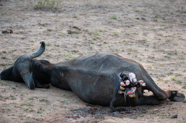 istock Cape Buffalo Killed by lions 1301793486