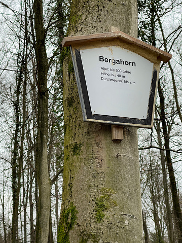Sycamore tree with information sign including age, height and diameter