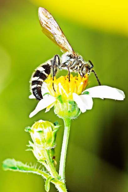 istock Closed up bee on flower's pollen. 1301794750