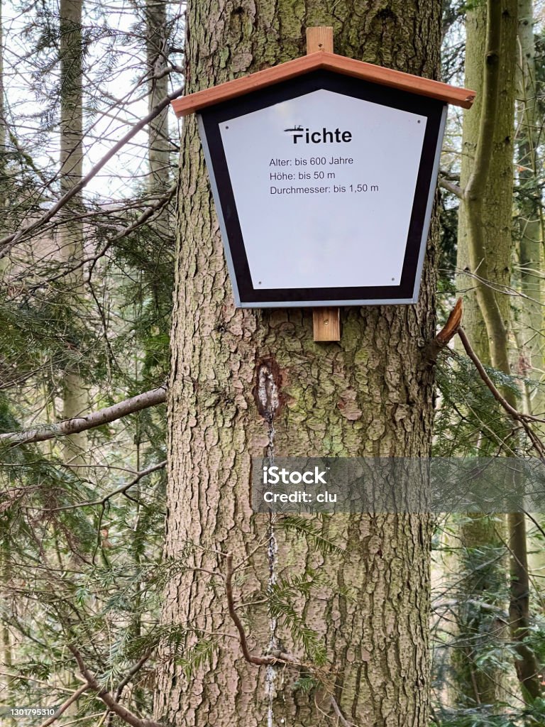 Spruce Tree Sign Spruce Tree With Information Sign Including Age Height And Diameter ...