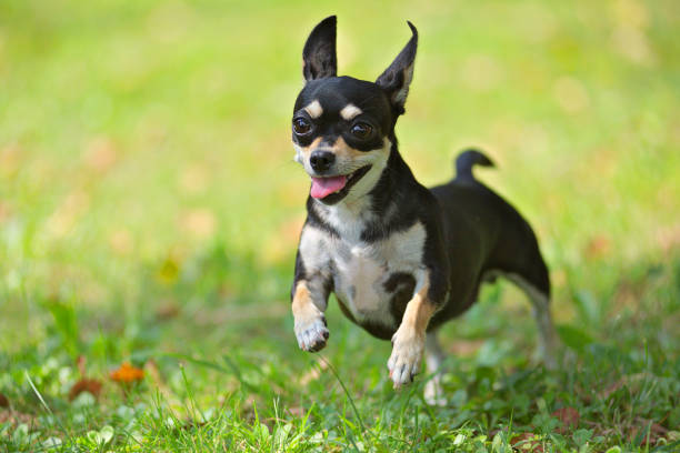 Tricolor Chihuahua dog running fast on green grass. Happy dog