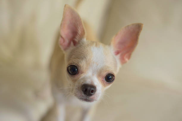 istock Light colored Chihuahua close-up portrait 1301795500