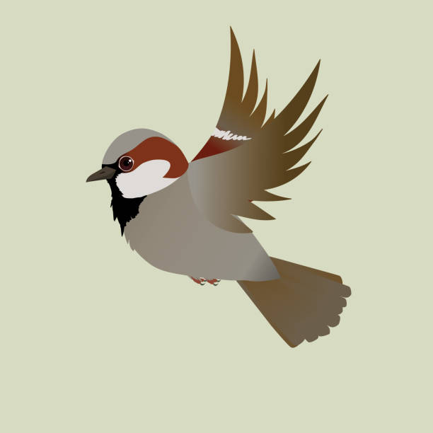 stockillustraties, clipart, cartoons en iconen met huismus die vliegt - house sparrow