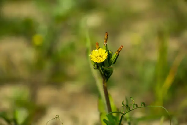 Small-flower hawk's-beard r closeup shot of blooming yellow Carolina desert-chicory flowers with greenery bg