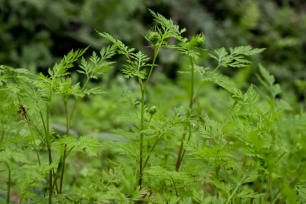 istock Fool's parsley, poison parsley is a grass flower wild plant 1301797858