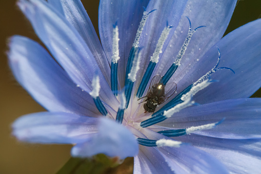 pollinator in a chicory