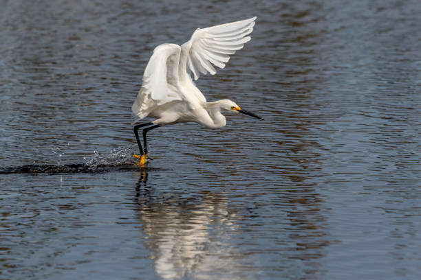 istock A Snowy Egret landing on water 1301798801