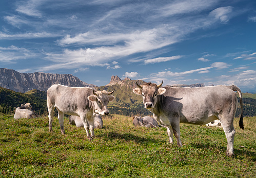 Cows at the famous Seiser Alm, Dolomites, Alps, Italy