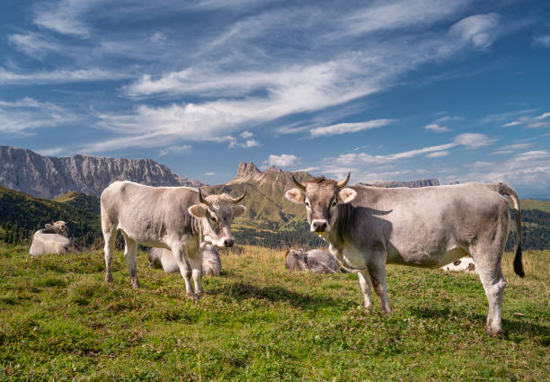 cows at the famous seiser alm, dolomites, alps, italy - milk european alps agriculture mountain imagens e fotografias de stock