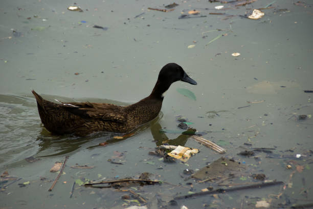 istock Duck swimming on the trashy river 1301799153