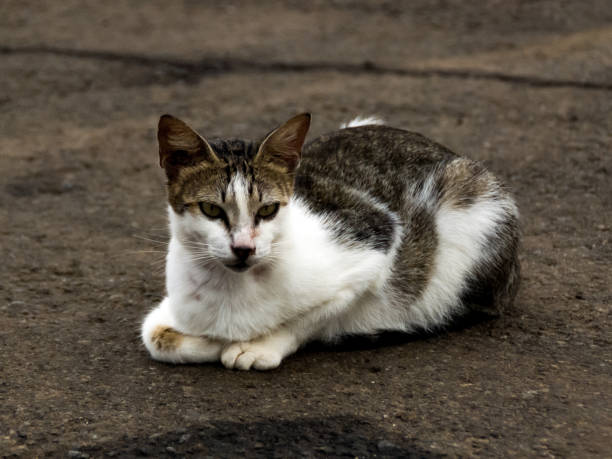 istock Wild cat sitting on the ground 1301799274