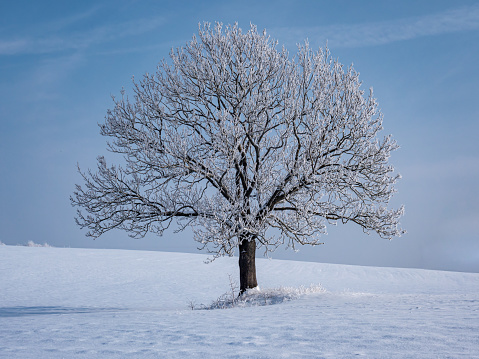 lonely oak tree in a winter landscape