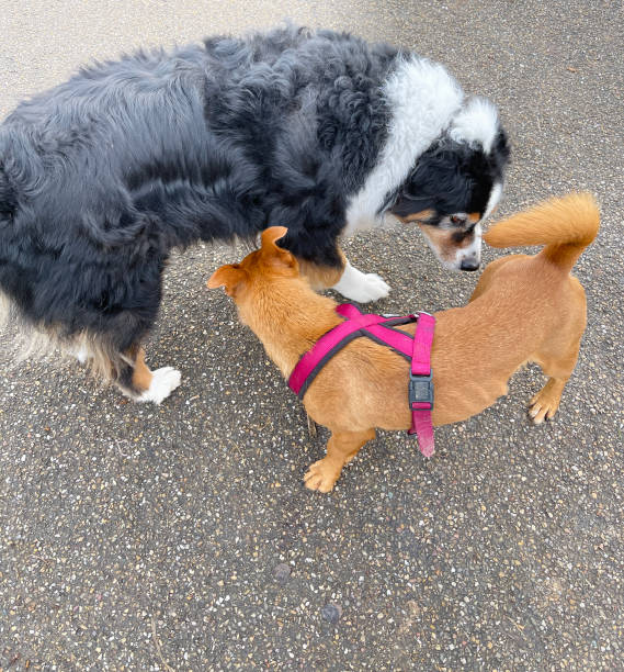 istock Saint Bernard and Dachshund sniff each other 1301800030