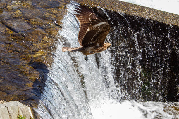 uma águia no céu voa sobre o rio kamo - sobre um limiar artificial - esta é uma cachoeira tão pequena. hora da sakura! - artificial wing wing eagle bird - fotografias e filmes do acervo