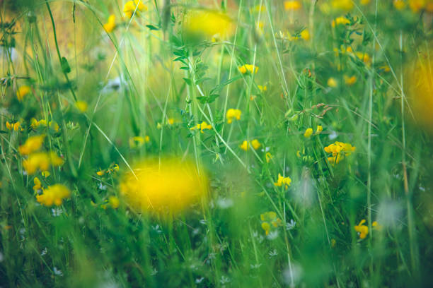 istock yellow flowers in the field 1301801469