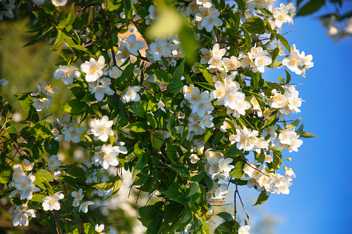 jasmine flowers