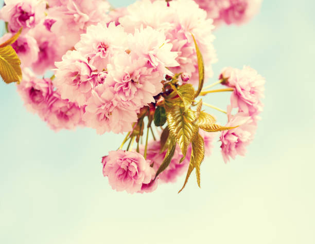 rami con fiori rosa chiaro di fiori di ciliegio (sakura). foto in stile retrò. immagine tonica. messa a fuoco selettiva. - toned image pink sakura cherry blossom foto e immagini stock