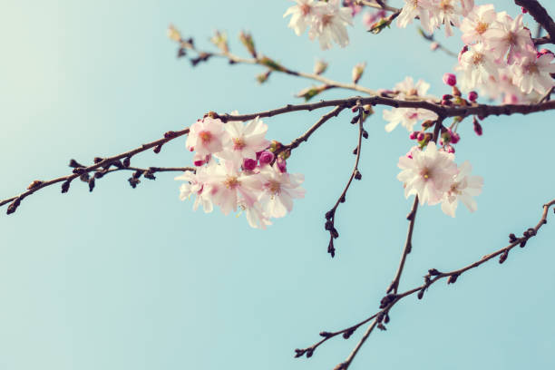 rami con fiori rosa chiaro di fiori di ciliegio (sakura) su sfondo cielo blu.  foto in stile retrò. immagine tonica. messa a fuoco selettiva. - toned image pink sakura cherry blossom foto e immagini stock