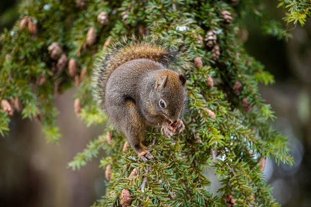 A grey squirrel forages in the grass, its bushy tail and alert eyes indicative of its cautious nature. The animal's detailed fur texture and the vibrant green backdrop exemplify the wildlife found in pastoral settings.