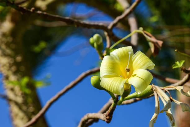 istock Large yellow flower blooms on a tropical tree 1301804458