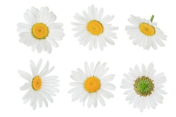 istock chamomile or daisies isolated on white background with clipping path and full depth of field. Set or collection. 1301805096