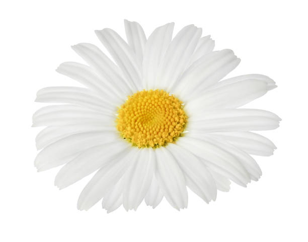 istock chamomile or daisies isolated on white background with clipping path. Set or collection. 1301805110