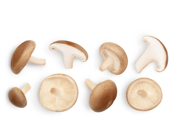 istock Fresh Shiitake mushroom isolated on white background with clipping path. Top view with copy space for your text. Flat lay 1301805114
