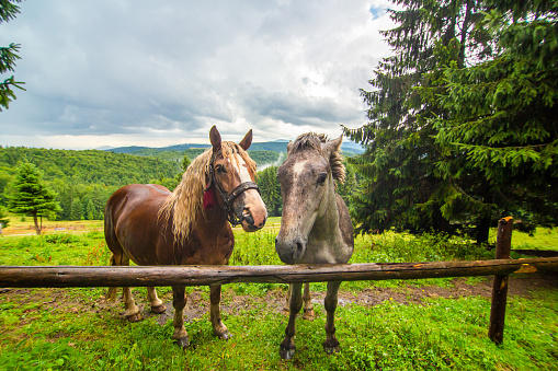 Rural nature landscape. Couple of funny horses in highland field. Natural scenery.
