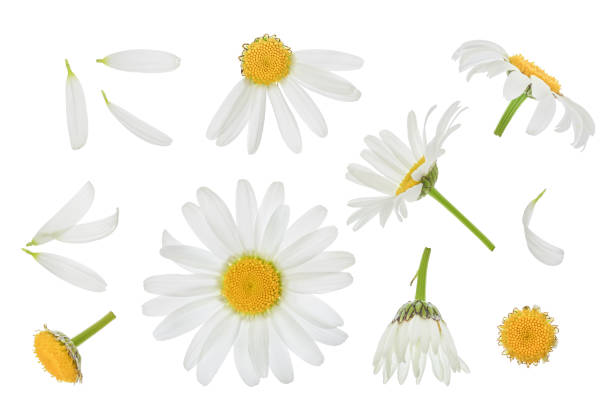 istock chamomile or daisies isolated on white background with clipping path and full depth of field. Set or collection. 1301809040