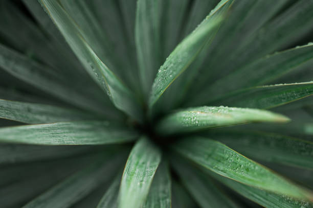 yucca verde lascia cadere in acqua gocce dopo la pioggia. palma dopo la pioggia. messa a fuoco selettiva - yucca foto e immagini stock