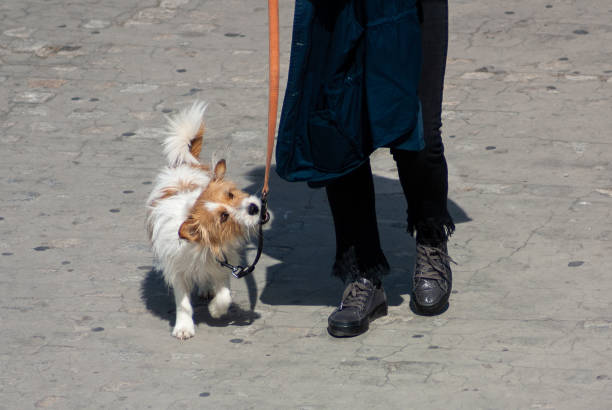 istock Cute dog biting with its mouth the leash 1301811993