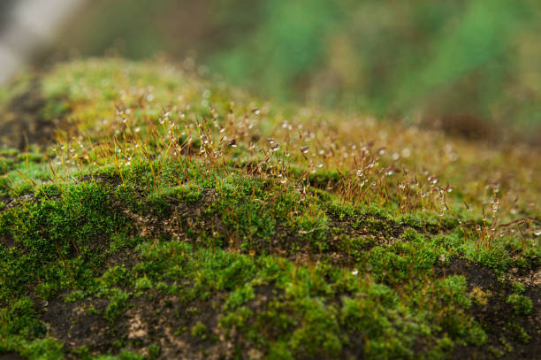 moss in water droplets after rai. selective focus. High quality photo