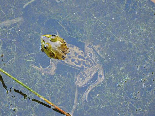 Pig Frog seen directly above