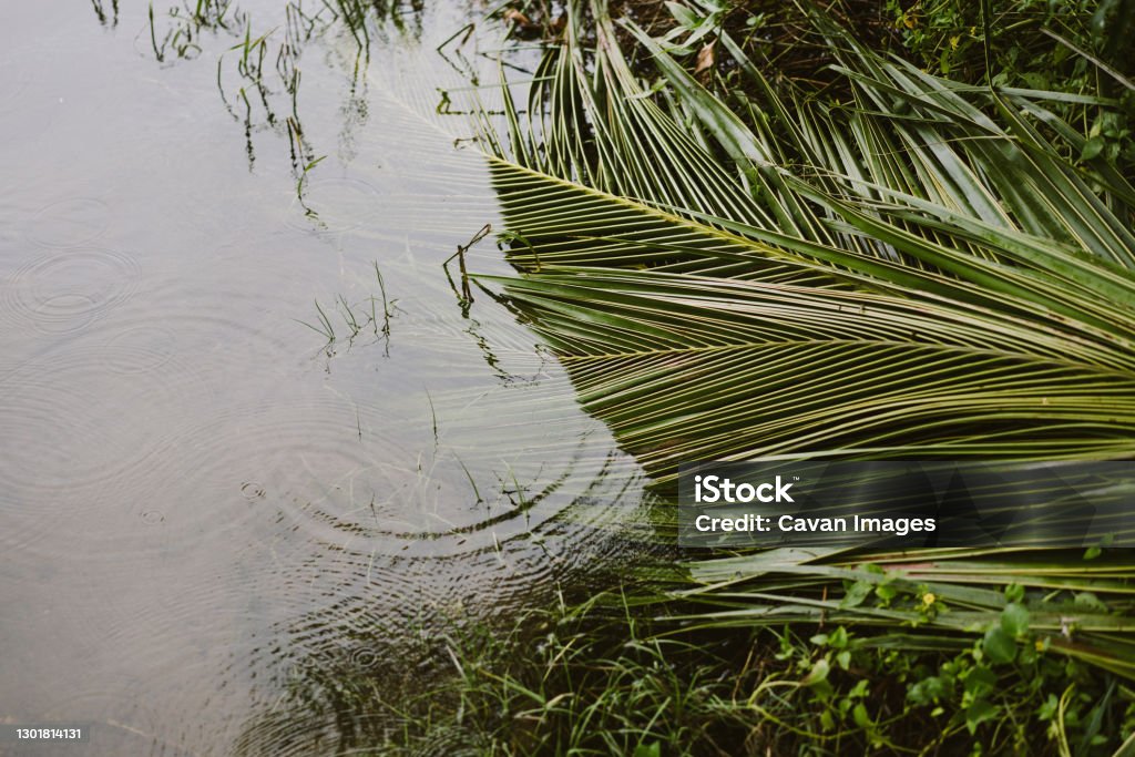 palms peacefully laying in a puddle with raindrops falling palms peacefully laying in a puddle with raindrops falling in Hội An, Quang Nam Province, Vietnam Quảng Nam Province Stock Photo