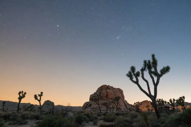 Night sky and stars with joshua trees and rocks in the background in Joshua Tree, CA, United States