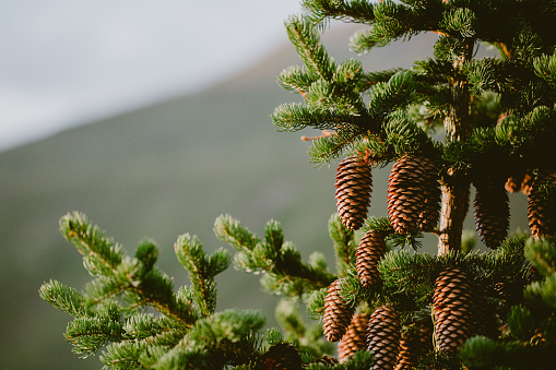 Detail of bright green pine tree with brown pine cones in focus in Bormio, Lombardy, Italy