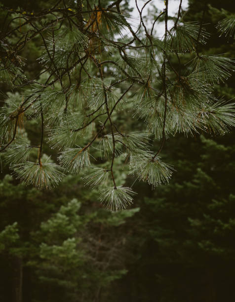 Water droplets form at the end of long, green pine needles