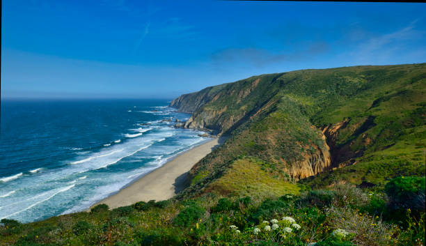 driftwood beach - point reyes national seashore northern california beach california stock-fotos und bilder