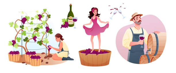 illustrations, cliparts, dessins animés et icônes de production de vin dans la cave traditionnelle. les caractères de femme d’homme de dessin animé produisent la vigne naturelle, cultivent des raisins organiques, produisant le produit de vin, goûtant la boisson d’alcool du baril en bois. - meeting food nature foods and drinks