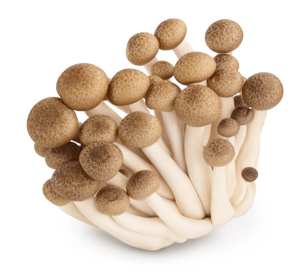 istock Brown beech mushrooms or Shimeji mushroom isolated on white background with clipping path and full depth of field. 1301816074