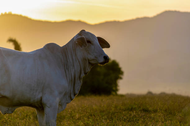 silhueta de gado nelore ao pôr do sol no final do dia. ano do boi - nelore e - fotografias e filmes do acervo
