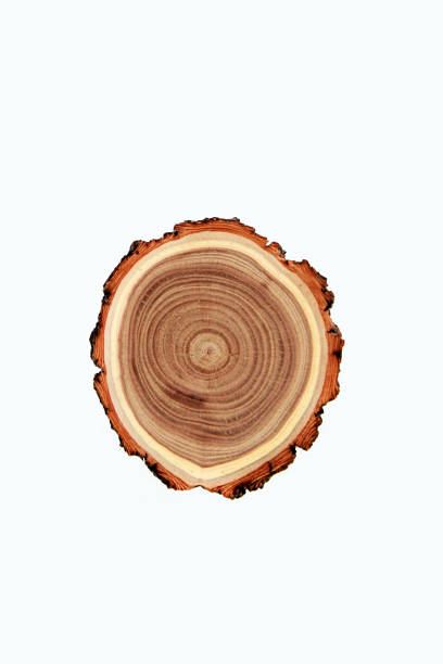 istock Cross-section of a cut tree trunk with a wavy pattern of annual rings . 1301817348
