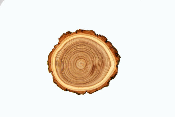 Cross-section of a cut tree trunk with a wavy pattern of annual rings . Wood texture isolated on white background.